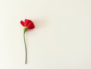 Fototapeta premium composition featuring a single red carnation against a soft white background