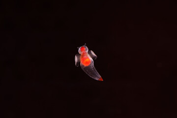 Sea angel or Naked Sea Butterfly (Clione limacina)