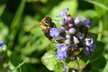 Biene auf einem Pyramiden-Günsel