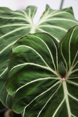 Fototapeta premium Beautiful foliage of Philodendron gloriosum from south America