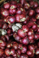 Red Shallots (Allium cepa var. aggregatum)