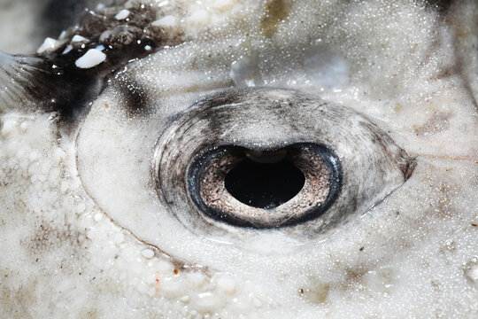 shark ray, or bowmouth guitarfish (Rhina ancylostoma) eye close up