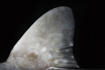 Shark ray or bowmouth guitarfish (Rhina ancylostoma) shark fin © Pavaphon