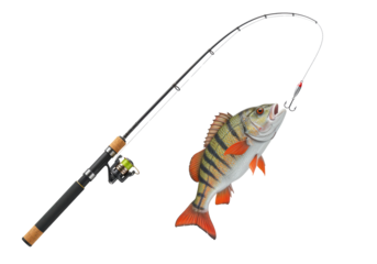 Isolated Perch Fish Caught on Fishing Rod with Lure