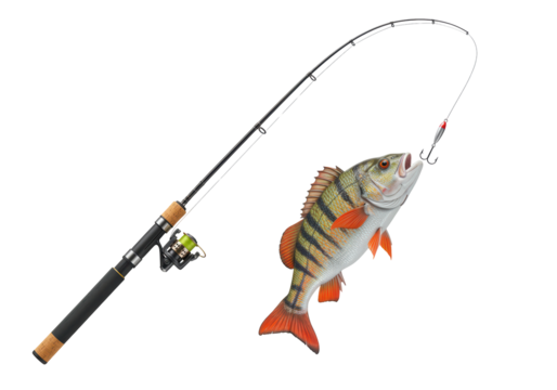 Isolated Perch Fish Caught on Fishing Rod with Lure