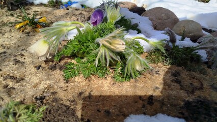 Spring flowers under snow. Beautiful flowers in snow. Real photo