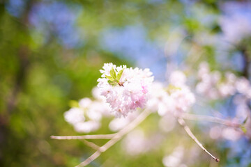 記憶の中の、いつか見た枝垂れ桜