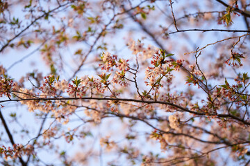 記憶の中の、いつか見た枝垂れ桜