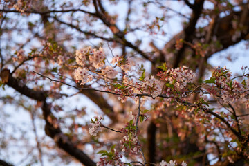 記憶の中の、いつか見た枝垂れ桜