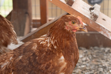 Backyard chicken in hen house in rural Pennsylvania. 