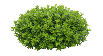 Isolated Green Bush
