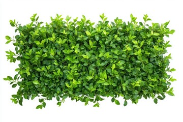 Fototapeta premium Rectangle of dense green foliage against a plain white background