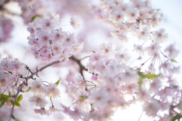 記憶の中の、いつか見た枝垂れ桜