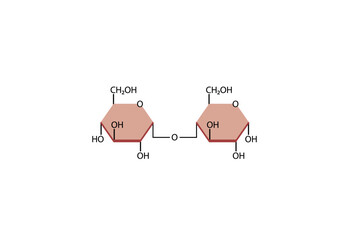 Maltose Disaccharide Molecule. Glucose Sugar units. Scientific Diagram. Vector Illustration.	