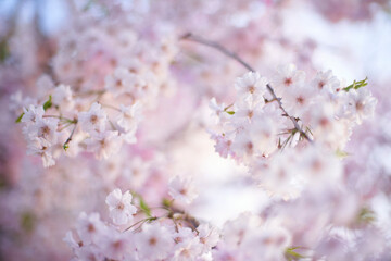 記憶の中の、いつか見た枝垂れ桜