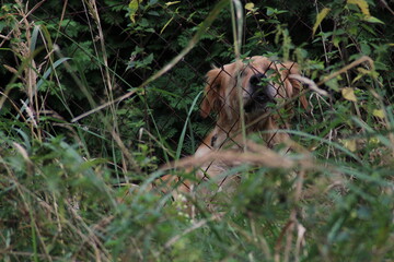 White Retriever dog barking behind the fence on the garden
