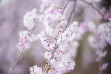 記憶の中の、いつか見た枝垂れ桜