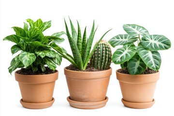 Three potted plants with green leaves on white background