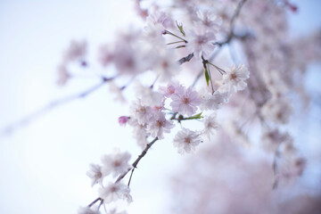 記憶の中の、いつか見た枝垂れ桜