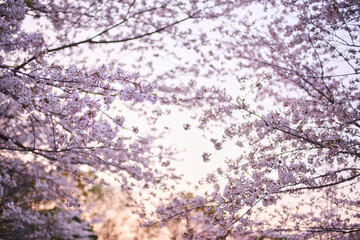 記憶の中の、いつか見た枝垂れ桜