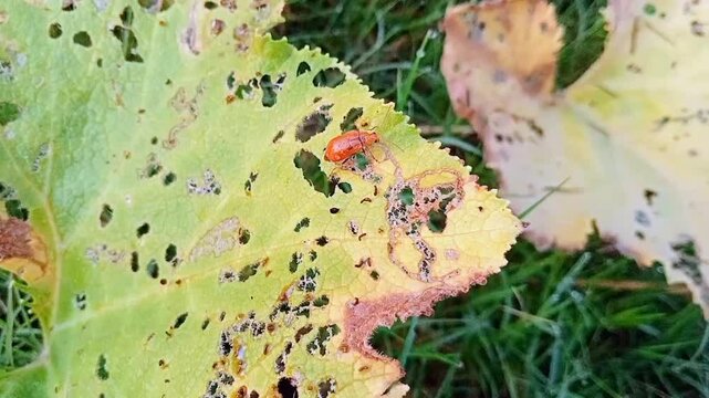 Koksi beetles (also called ladybird beetles) are small beetles that make up the family Coccinellidae." They are easy to recognize