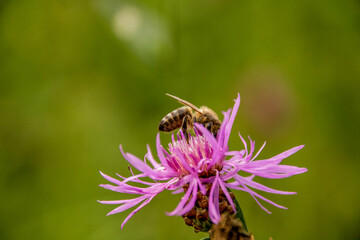 Bee pollinates a Brown Knapweed