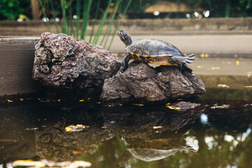 Obraz premium Close up of a turtle on a rock in the middle of the water