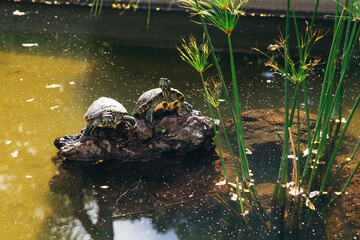 A pond with turtles on a protruding rock, a water surface, surrounding greenery