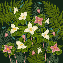 Appalachian Trillium & Ferns &ndash; Wild Botanical Artwork
