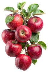 A cluster of seven ripe red apples on a branch with green leaves isolated on a white background showing the delicious and healthy fruit