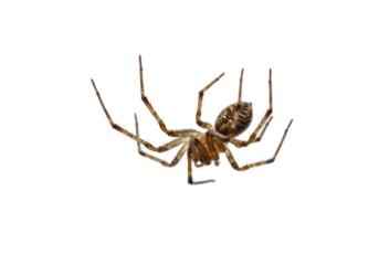 Isolated Brown Spider Hanging Upside Down