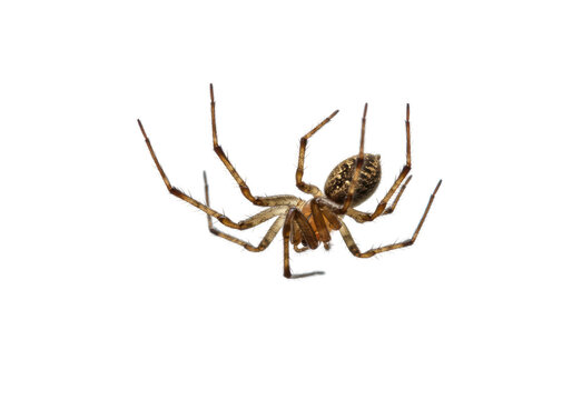 Isolated Brown Spider Hanging Upside Down
