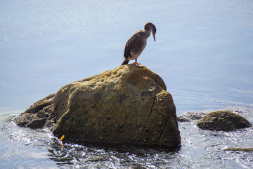 Cormorant (Phalacrocorax aristotelis) Perched on a Rock Along the Coast of Galicia, Spain