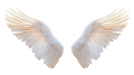 angel wings on white background