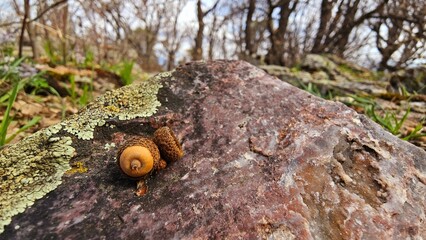 Acorn resting on a large, mottled stone partially covered with green and yellow lichen. The stone has a rough texture and earthy tones of gray and brown. In the background, blurry leafless trees sugge