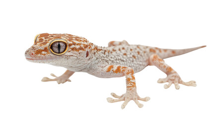 Naklejka premium gecko on white background