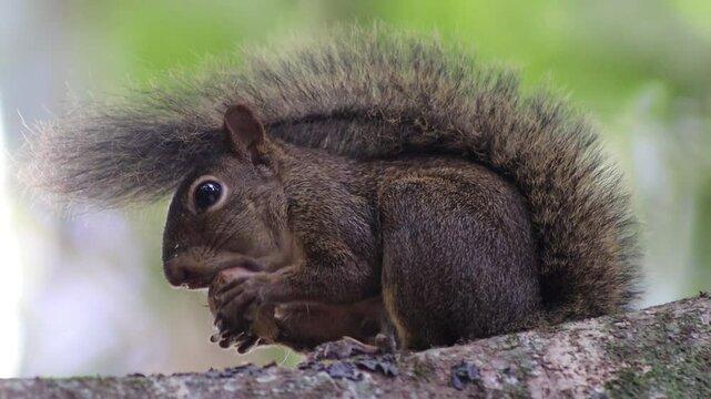 Squirrel