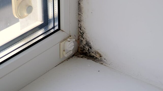 The mold swallowed the slope on the window. Selective focus.