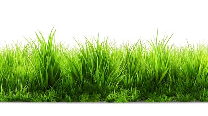 Fototapeta premium Subtle green grass effect isolated for creative mockups 