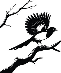 Magpie Silhouette Vector for Birdwatching and Nature Design