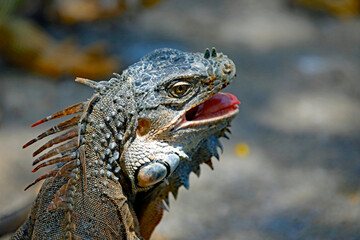 Iguana mit offenem Maul