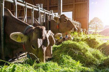 Heumilch - Erzeugung, Braunvieh frisst gemühtlich das vorgelegt Gras im Stall im Gegenlicht der untergehenden Sonne, Nahaufnahme.