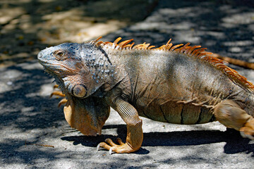 Iguana im Anmarsch