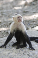 Kapuzineraffe
