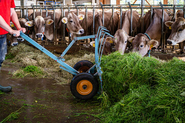 Heumilch - Erzeugung,  Landwirt schiebt frisches Gras mit einer fahrbaren Futtergabel im hellen...