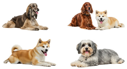 Obraz premium Four different dogs lying down on white background