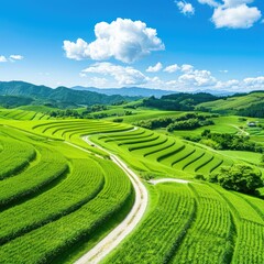 Fototapeta premium Lush Green Rice Terraces Winding Path Scenic Landscape Under Blue Sky