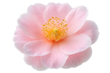 Camellia flower with pale pink petals and yellow stamens isolated transparent png