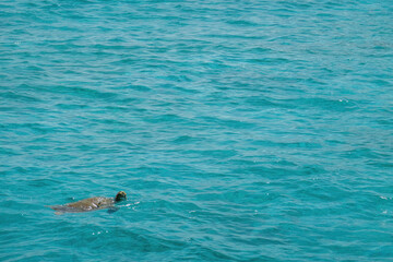 Tortue aux Tobago Cays