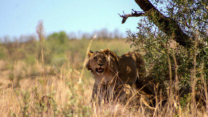 Lion in the grass